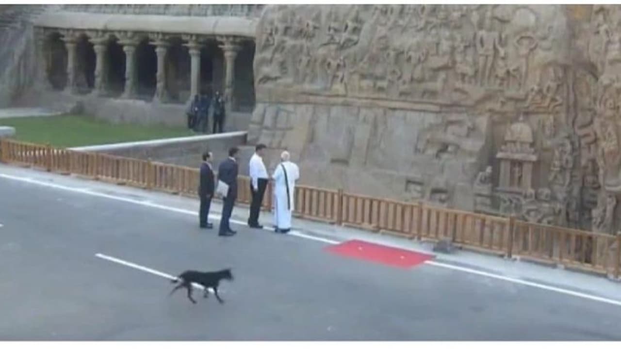 மோடி ஜின்பிங் சந்திப்பின்போது புகுந்த நாய்... அதிர்ச்சியில் உறைந்த அதிகாரிகள்! மோடி ஜின்பிங் சந்திப்பின்போது புகுந்த நாய்... அதிர்ச்சியில் உறைந்த அதிகாரிகள்!