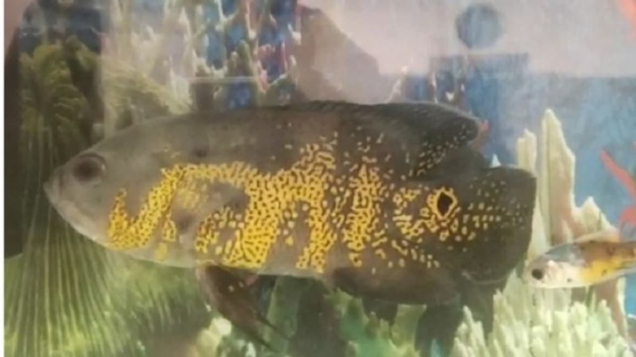 'अल्लाह' ने लिया मछली के रूप में जन्म! इबादत के लिए जुटे हजारों लोग 'अल्लाह' ने लिया मछली के रूप में जन्म! इबादत के लिए जुटे हजारों लोग