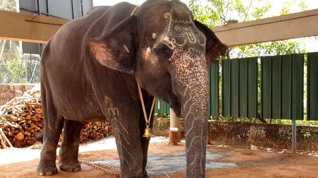 ಸಹಜ ಸಂತಾನಾಭಿವೃದ್ಧಿಗೆ ತುಂಗಾ ತೀರ ಸೇರಿದ ‘ಸುಭದ್ರೆ’ ಸಹಜ ಸಂತಾನಾಭಿವೃದ್ಧಿಗೆ ತುಂಗಾ ತೀರ ಸೇರಿದ ‘ಸುಭದ್ರೆ’