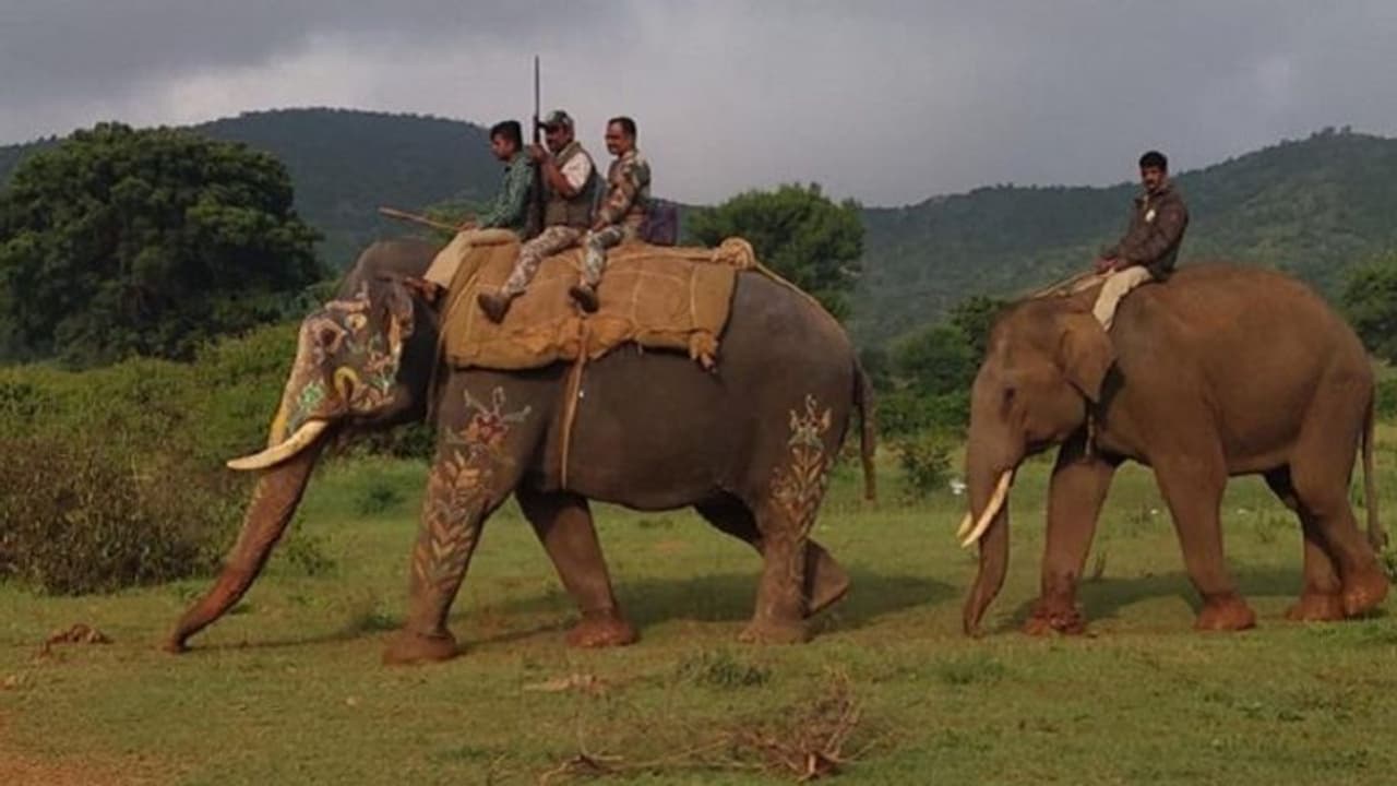 ಚಾಮರಾಜನಗರ: ಹುಲಿ ಹಿಡಿಯಲು ಸೋಲಿಗರ ಮೊರೆ