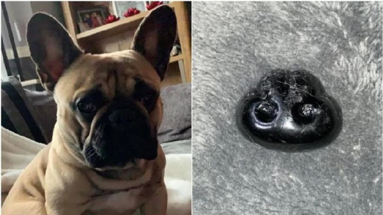 ನೆಲದ ಮೇಲೆ ಬಿದ್ದಿತ್ತು ನಾಯಿ ಮೂಗು, ಎತ್ತಿಕೊಂಡ ಮಹಿಳೆಗೆ ಶಾಕ್: FB ಪೋಸ್ಟ್ ವೈರಲ್