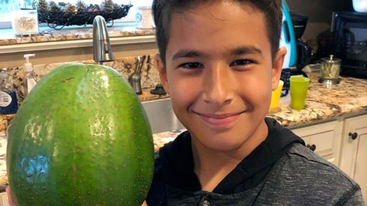 ഇതാണ് ലോകത്തിലെ ഏറ്റവും വലുപ്പമുളള അവക്കാഡോ പഴം ഇതാണ് ലോകത്തിലെ ഏറ്റവും വലുപ്പമുളള അവക്കാഡോ പഴം