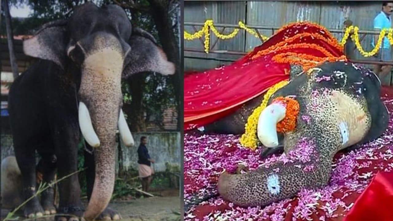 പാറമേക്കാവ് രാജേന്ദ്രൻ ചരിഞ്ഞു