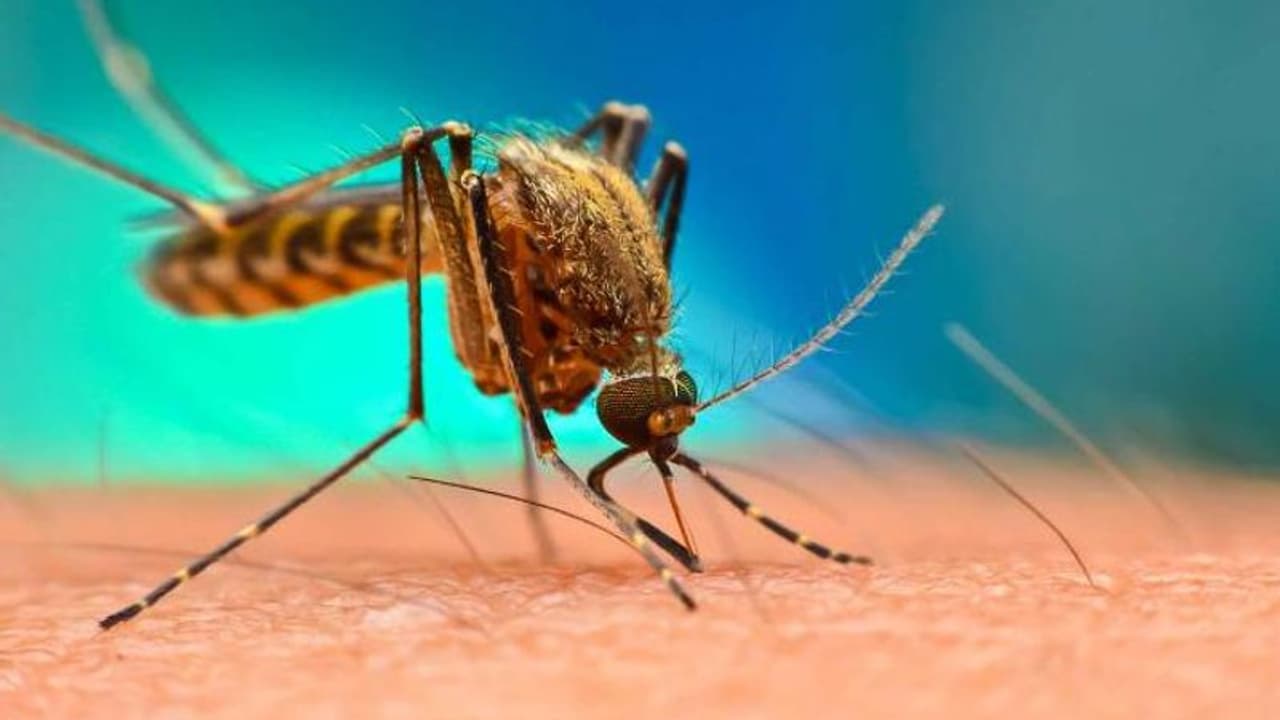 ಅಥಣಿಯಲ್ಲಿ ಹೆಚ್ಚಿದ ಡೆಂಘೀ ಭೀತಿ: ಇದ್ದು ಇಲ್ಲದಂತಾದ ಸರ್ಕಾರಿ ಆಸ್ಪತ್ರೆ ಅಥಣಿಯಲ್ಲಿ ಹೆಚ್ಚಿದ ಡೆಂಘೀ ಭೀತಿ: ಇದ್ದು ಇಲ್ಲದಂತಾದ ಸರ್ಕಾರಿ ಆಸ್ಪತ್ರೆ