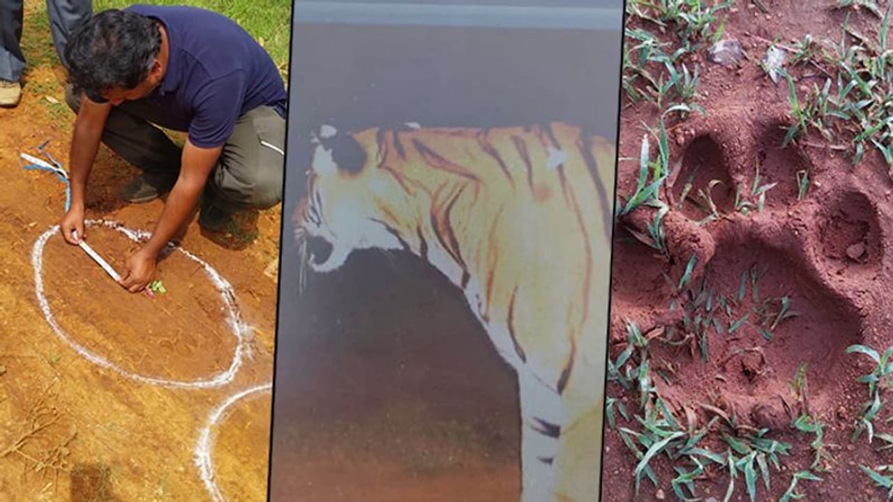 Terrorising tiger finally netted; what more needs to be done to minimise man animal conflict Terrorising tiger finally netted; what more needs to be done to minimise man animal conflict