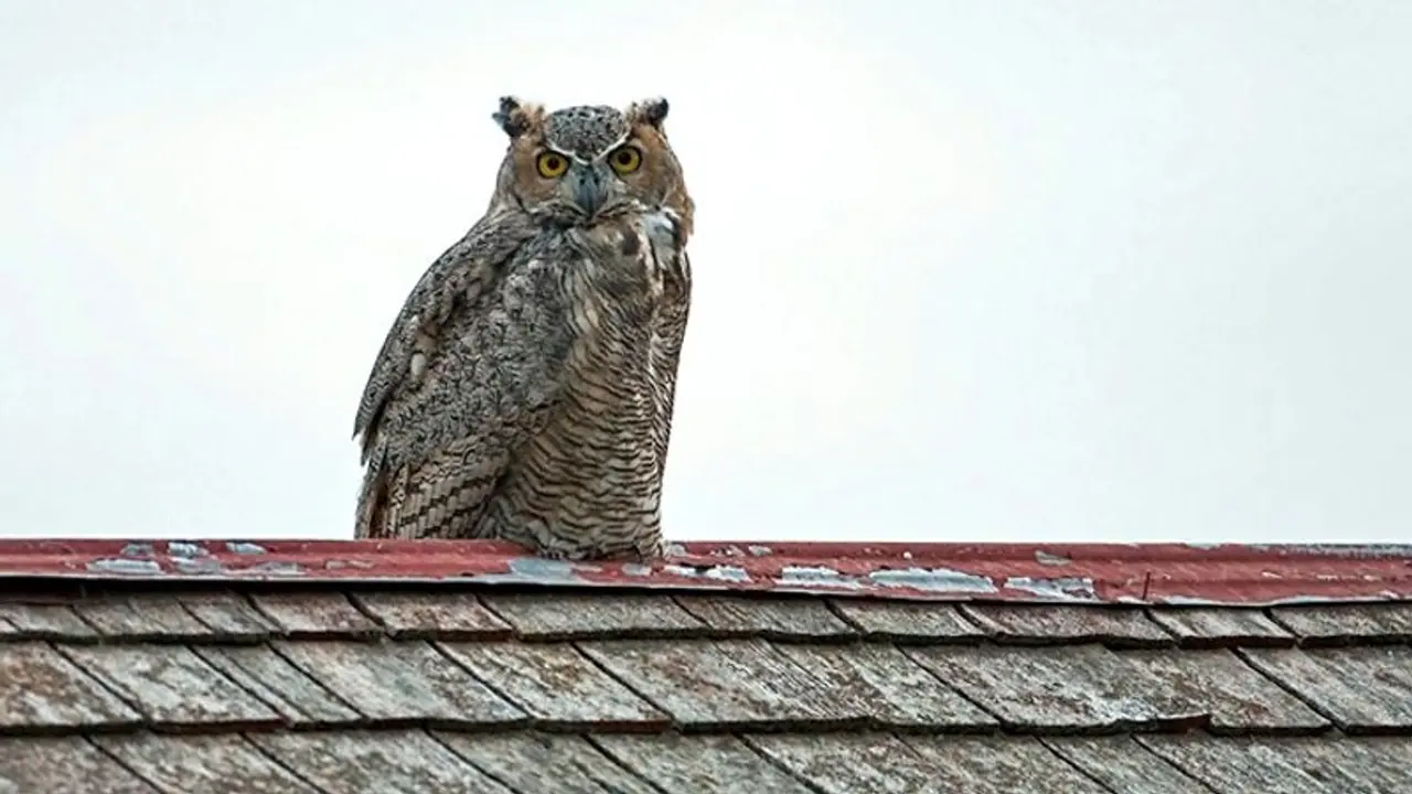 ಬೆಕ್ಕಷ್ಟೇ ಅಲ್ಲ, ಈ ಪ್ರಾಣಿಗಳು ಅಡ್ಡಬಂದರೂ ಅಪಶಕುನ!