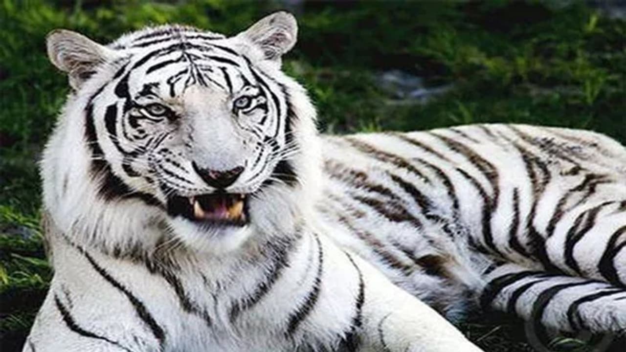 ദില്ലി മൃഗശാലയില് ചത്ത വെള്ളക്കടുവയ്ക്ക് കൊവിഡ് ഇല്ലെന്ന് സ്ഥിരീകരണം ദില്ലി മൃഗശാലയില് ചത്ത വെള്ളക്കടുവയ്ക്ക് കൊവിഡ് ഇല്ലെന്ന് സ്ഥിരീകരണം