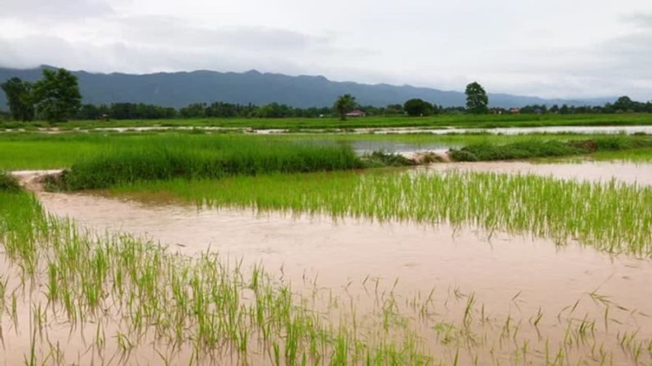 Karnataka Rains: ಮತ್ತೆ ಅಬ್ಬರಿಸಿದ ವರುಣ: ಅಳಿದುಳಿದ ಬತ್ತವೂ ನಾಶ, ಕಂಗಾಲಾದ ರೈತ..!