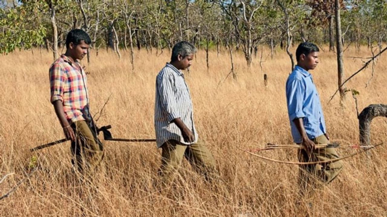 ಆಪರೇಷನ್ ಟೈಗರ್: ಮರಹತ್ತಿ ಕುಳಿತು ಹುಲಿಯ ಜಾಡು ಹಿಡಿದ ಕಾಡಿನ ಮಕ್ಕಳು..! ಆಪರೇಷನ್ ಟೈಗರ್: ಮರಹತ್ತಿ ಕುಳಿತು ಹುಲಿಯ ಜಾಡು ಹಿಡಿದ ಕಾಡಿನ ಮಕ್ಕಳು..!