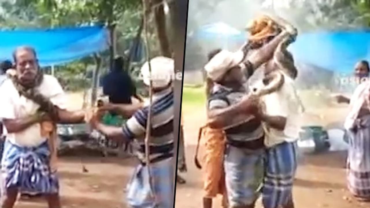 10 అడుగుల కొండ చిలువ.. రైతు మెడకు చుట్టుకొని(వీడియో) 10 అడుగుల కొండ చిలువ.. రైతు మెడకు చుట్టుకొని(వీడియో)