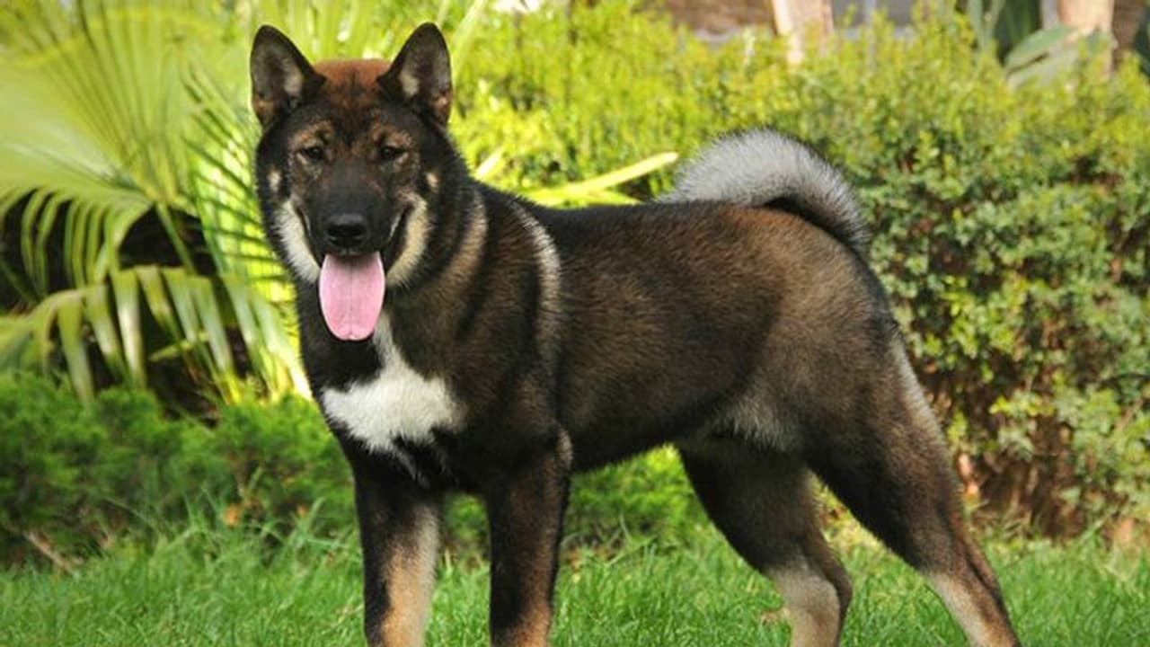 पाकिस्तान में एक कुत्ते ने 25 लोगों को काटा, लेकिन उसके बाद जो हुआ, उससे सरकार की पोल खुल गई पाकिस्तान में एक कुत्ते ने 25 लोगों को काटा, लेकिन उसके बाद जो हुआ, उससे सरकार की पोल खुल गई