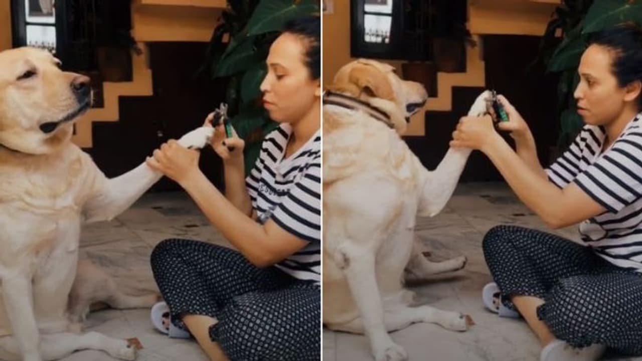 നഖം വെട്ടുന്നത് ഒഴിവാക്കാന് എന്തെല്ലാം 'ഡ്രാമ'; വൈറലായി വീണ്ടും വീഡിയോ... നഖം വെട്ടുന്നത് ഒഴിവാക്കാന് എന്തെല്ലാം 'ഡ്രാമ'; വൈറലായി വീണ്ടും വീഡിയോ...