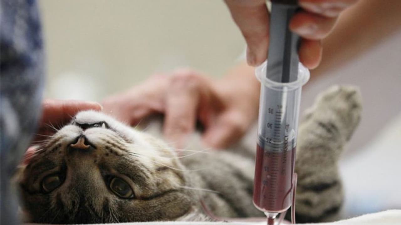 ಕೊರೋನಾ ವಾರ್ಡ್ನಲ್ಲಿ ಸಿಕ್ಕಿದ್ದ ಐದು ಬೆಕ್ಕುಗಳು ಸಾವು ಕೊರೋನಾ ವಾರ್ಡ್ನಲ್ಲಿ ಸಿಕ್ಕಿದ್ದ ಐದು ಬೆಕ್ಕುಗಳು ಸಾವು