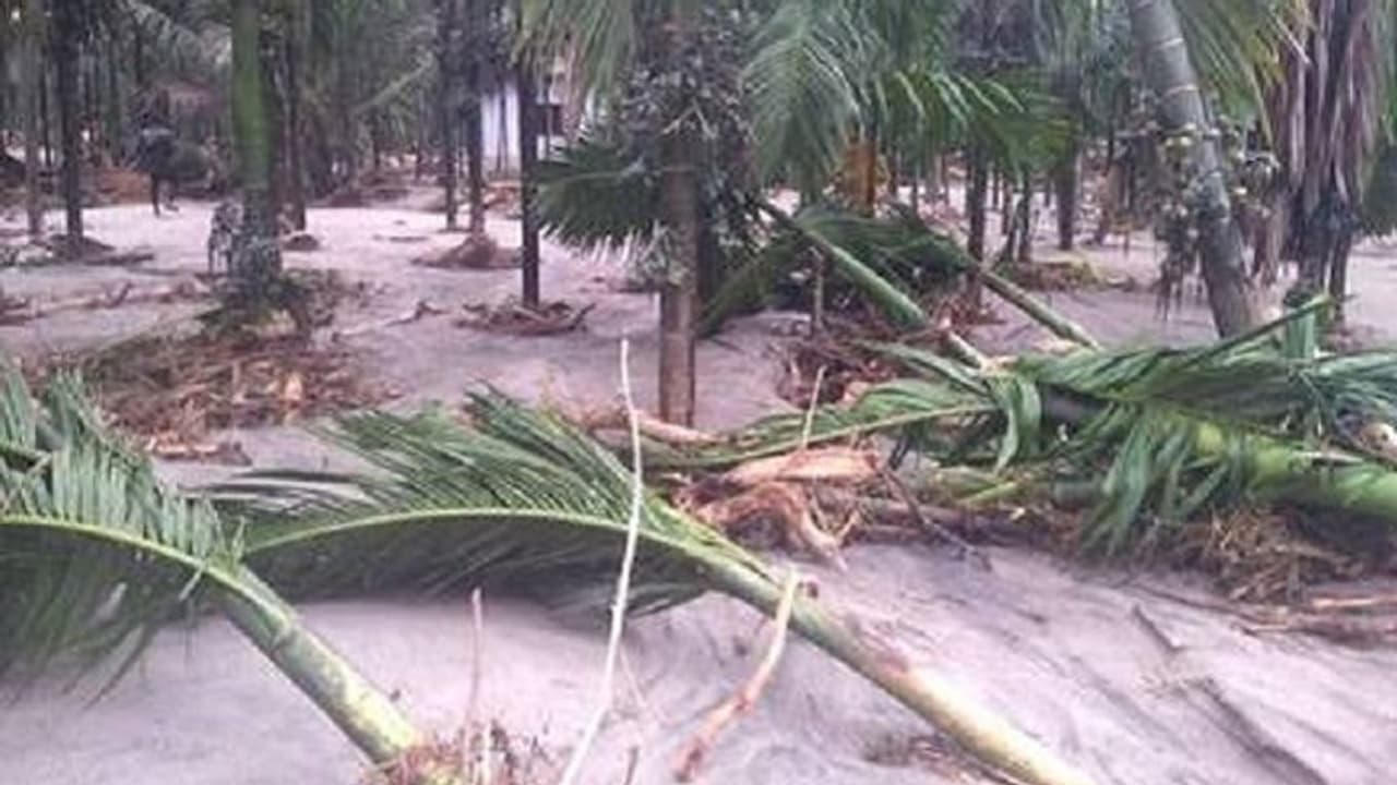 ಭಾರಿ ಗಾಳಿ ಮಳೆ: 500ಕ್ಕೂ ಅಧಿಕ ಅಡಕೆ ಮರ ಧ್ವಂಸ ಭಾರಿ ಗಾಳಿ ಮಳೆ: 500ಕ್ಕೂ ಅಧಿಕ ಅಡಕೆ ಮರ ಧ್ವಂಸ
