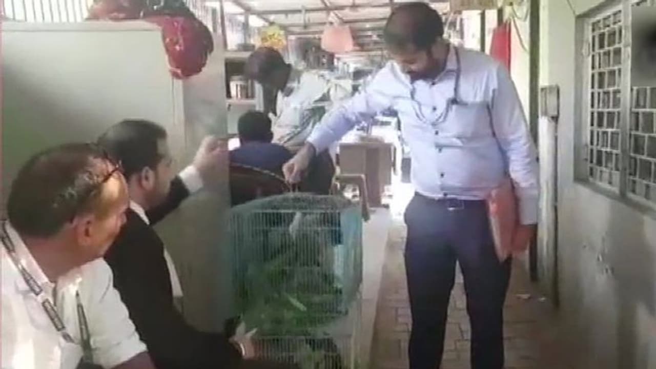 जब कोर्ट में पेश किए गए 13 तोते, सुनवाई हुई फिर कोर्ट ने सुनाया यह फैसला जब कोर्ट में पेश किए गए 13 तोते, सुनवाई हुई फिर कोर्ट ने सुनाया यह फैसला