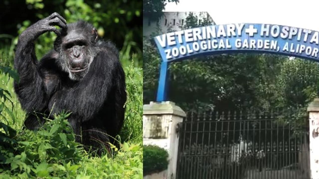 শিম্পাঞ্জির চিকিৎসা করাতে গিয়ে আঙুল বাদ চিড়িয়াখানার ডিরেক্টরের শিম্পাঞ্জির চিকিৎসা করাতে গিয়ে আঙুল বাদ চিড়িয়াখানার ডিরেক্টরের