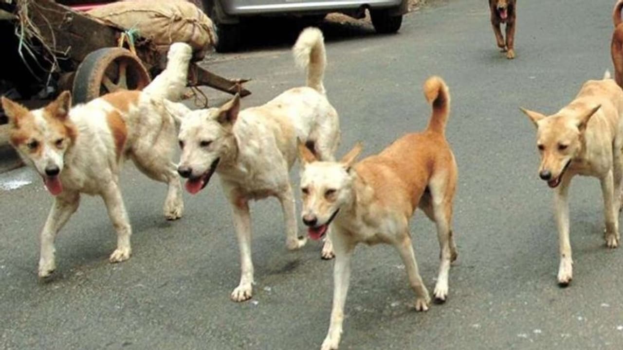 ನಗರದಲ್ಲಿನ ಬೀದಿ ನಾಯಿಗಳಿಗೆ ಕೊನೆಗೂ ಸಿಗಲಿಲ್ಲ ಹಾಲು ಭಾಗ್ಯ!