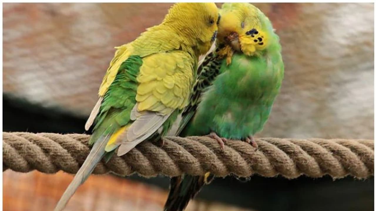 പതിമൂന്ന് തത്തകളെ ദില്ലി കോടതിയില് ഹാജരാക്കി; സംഭവം ഇങ്ങനെ പതിമൂന്ന് തത്തകളെ ദില്ലി കോടതിയില് ഹാജരാക്കി; സംഭവം ഇങ്ങനെ