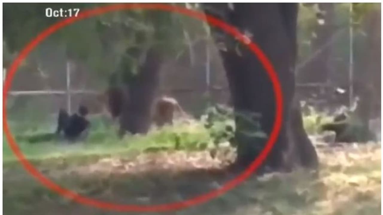 ആയുസിന്റെ ബലം: മൃഗശാലയിലെ സിംഹക്കൂട്ടിലിറങ്ങിയ യുവാവ് അത്ഭുതകരമായി രക്ഷപ്പെട്ടു ആയുസിന്റെ ബലം: മൃഗശാലയിലെ സിംഹക്കൂട്ടിലിറങ്ങിയ യുവാവ് അത്ഭുതകരമായി രക്ഷപ്പെട്ടു