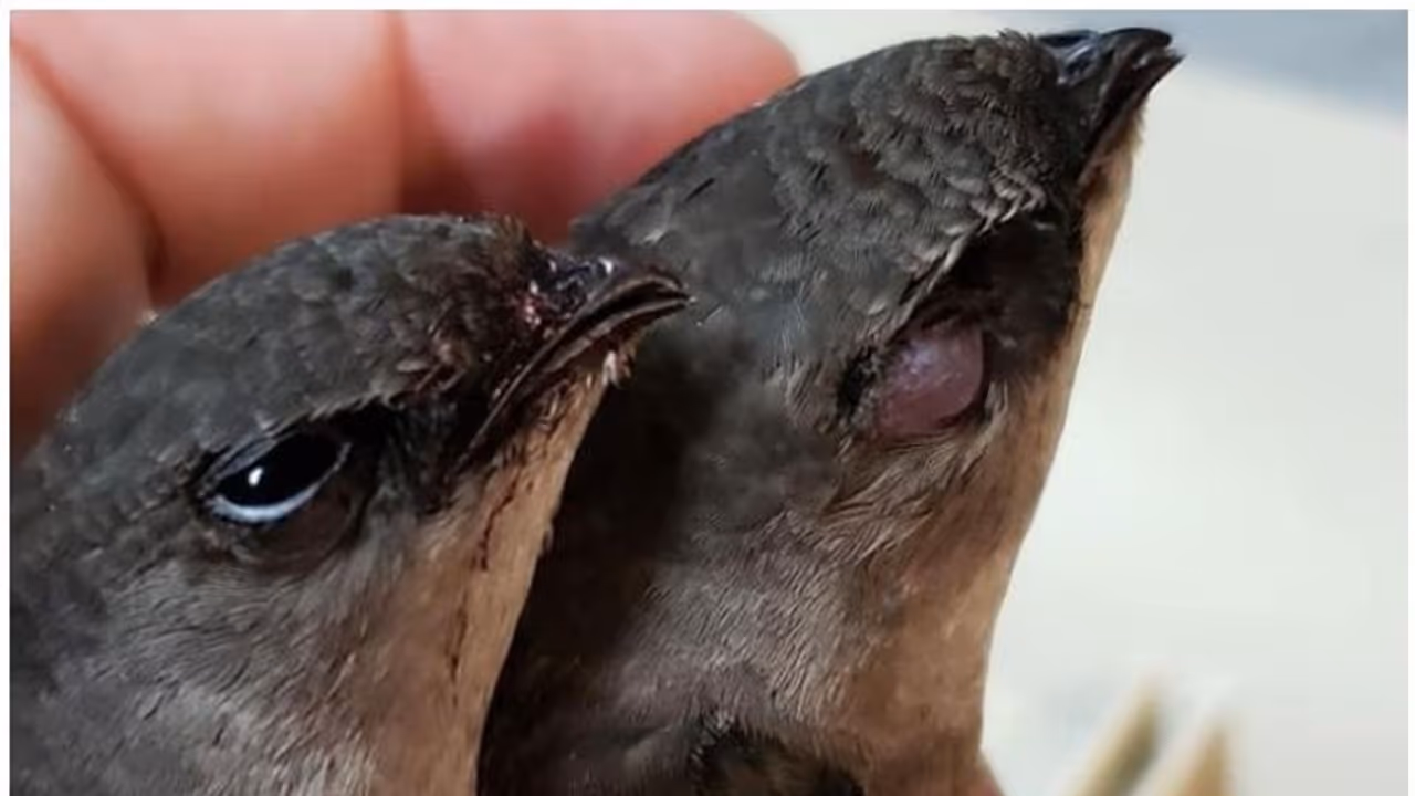 ദേശാടനപ്പക്ഷികള് കെട്ടിടത്തിനുള്ളില് കുടുങ്ങി ചത്തു ദേശാടനപ്പക്ഷികള് കെട്ടിടത്തിനുള്ളില് കുടുങ്ങി ചത്തു