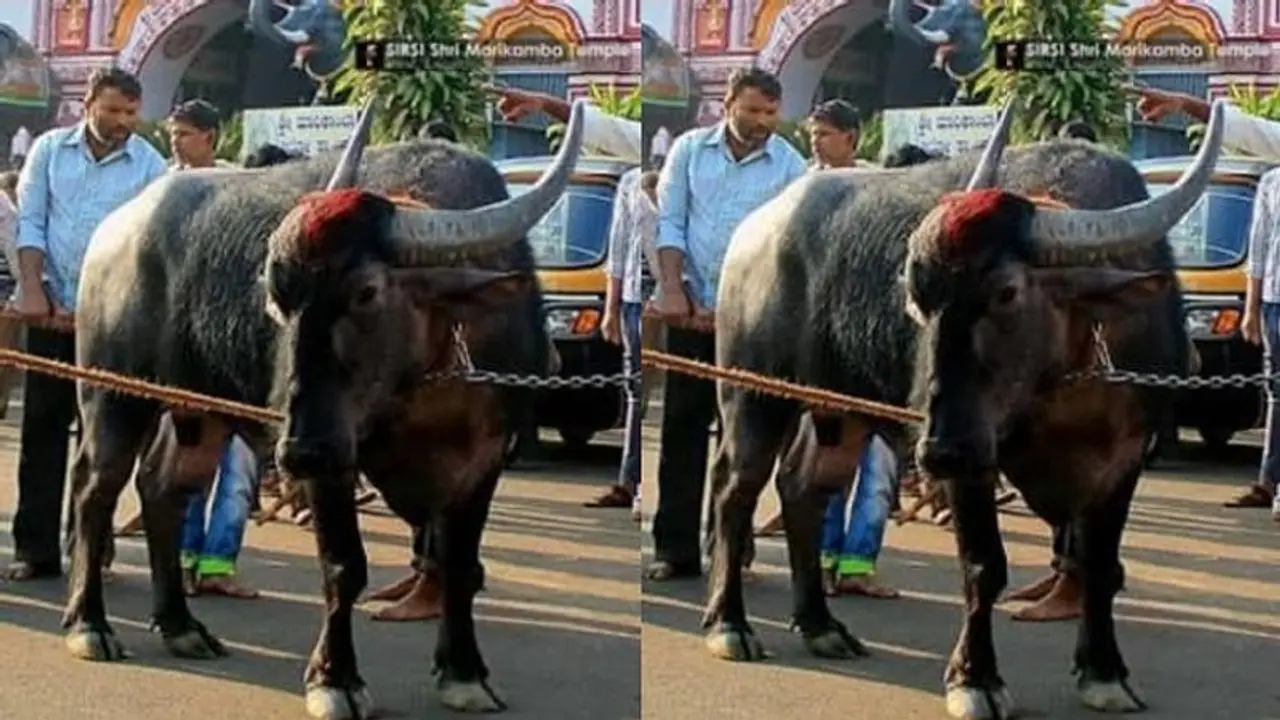 ಮಾಲಿಕತ್ವಕ್ಕೆ ಎರಡು ಗ್ರಾಮಗಳ ಜಿದ್ದಾಜಿದ್ದಿ, ದೇವರಿಗೆ ಬಿಟ್ಟ ಕೋಣಕ್ಕೂ ಡಿಎನ್‌ಎ ಪರೀಕ್ಷೆ