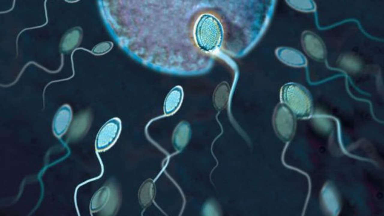 പുരുഷന്മാരില് ബീജത്തിന്റെ ഉത്പാദനം കുറയുന്നു; കാരണങ്ങള് അറിയണം... പുരുഷന്മാരില് ബീജത്തിന്റെ ഉത്പാദനം കുറയുന്നു; കാരണങ്ങള് അറിയണം...