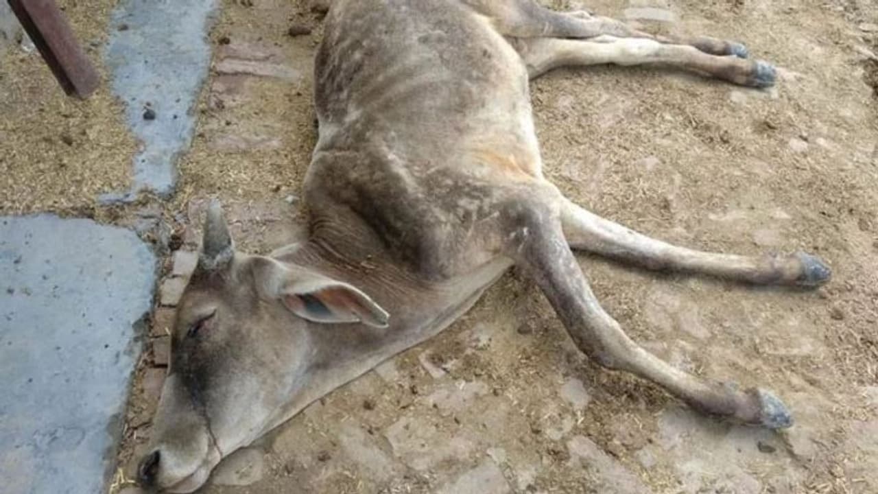 Uttara Kannada: ವಿಷ ಪ್ರಾಷಣದಿಂದ 2 ದನ, 1 ಎತ್ತು ಸಾವು: 5 ಆಕಳು, 2 ಎತ್ತು ಅಸ್ವಸ್ಥ