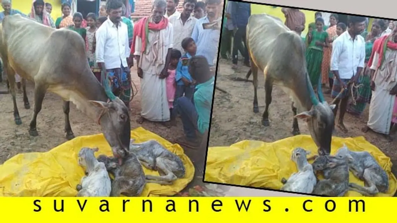 ಚಿಕ್ಕಮಗಳೂರು: 3 ಕರುಗಳಿಗೆ ಜನ್ಮ ನೀಡಿದ ಹಸು ಚಿಕ್ಕಮಗಳೂರು: 3 ಕರುಗಳಿಗೆ ಜನ್ಮ ನೀಡಿದ ಹಸು
