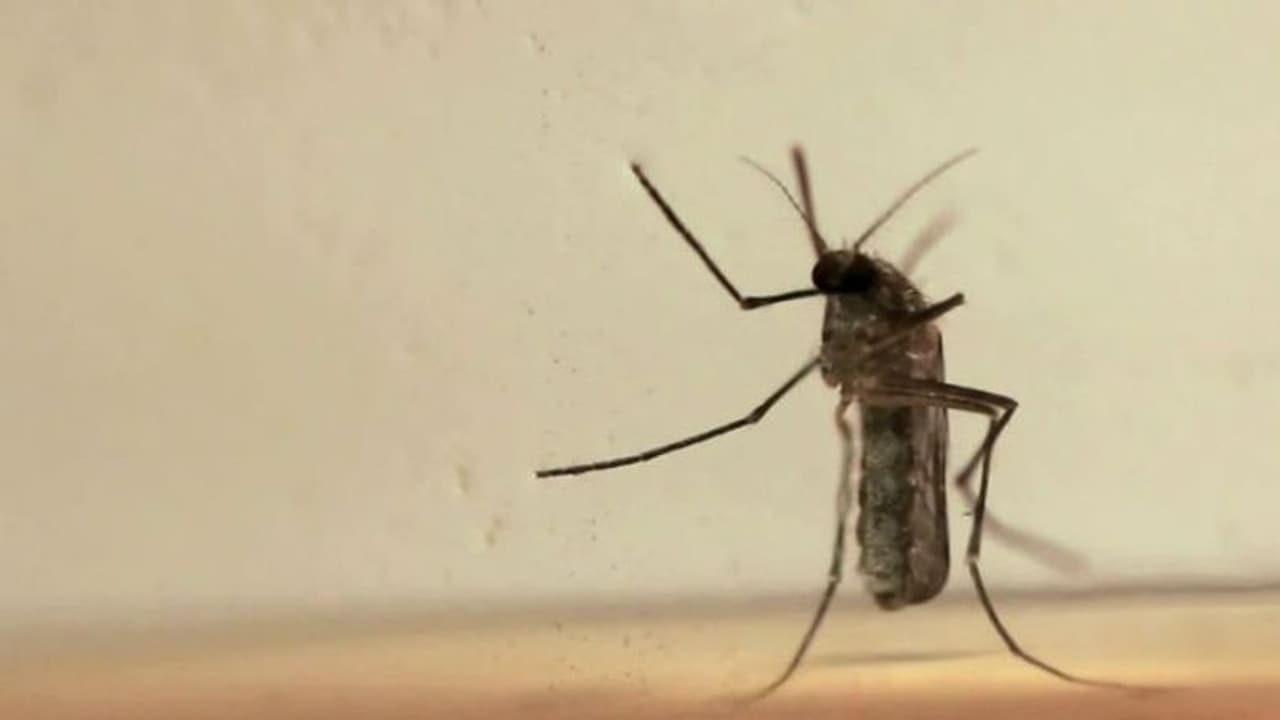 ಮಂಗಳೂರು: ಡೆಂಘೀ, ಮಲೇರಿಯಾ ಉಲ್ಬಣಕ್ಕೆ ಕಾಂಗ್ರೆಸ್ ಕಾರಣವಂತೆ..! ಮಂಗಳೂರು: ಡೆಂಘೀ, ಮಲೇರಿಯಾ ಉಲ್ಬಣಕ್ಕೆ ಕಾಂಗ್ರೆಸ್ ಕಾರಣವಂತೆ..!