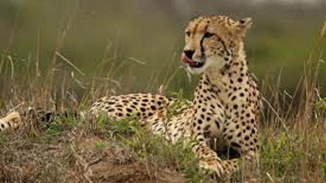 PM Narendra Modi Birthday: ಮೋದಿ ಜನ್ಮದಿನದಂದೇ ಭಾರತಕ್ಕೆ ಆಫ್ರಿಕಾ ಚೀತಾ