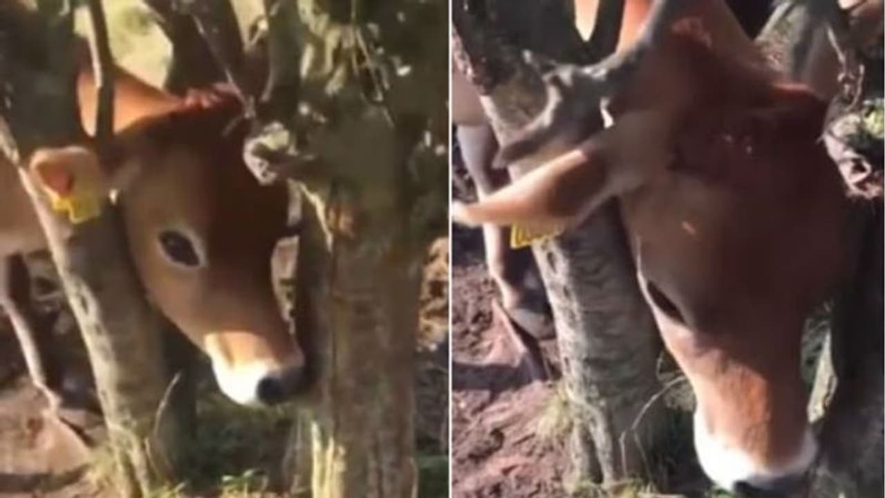 രണ്ട് മരങ്ങള്ക്കിടയില് തല കുടുങ്ങി പശു; ഒടുവില് രക്ഷ! രണ്ട് മരങ്ങള്ക്കിടയില് തല കുടുങ്ങി പശു; ഒടുവില് രക്ഷ!