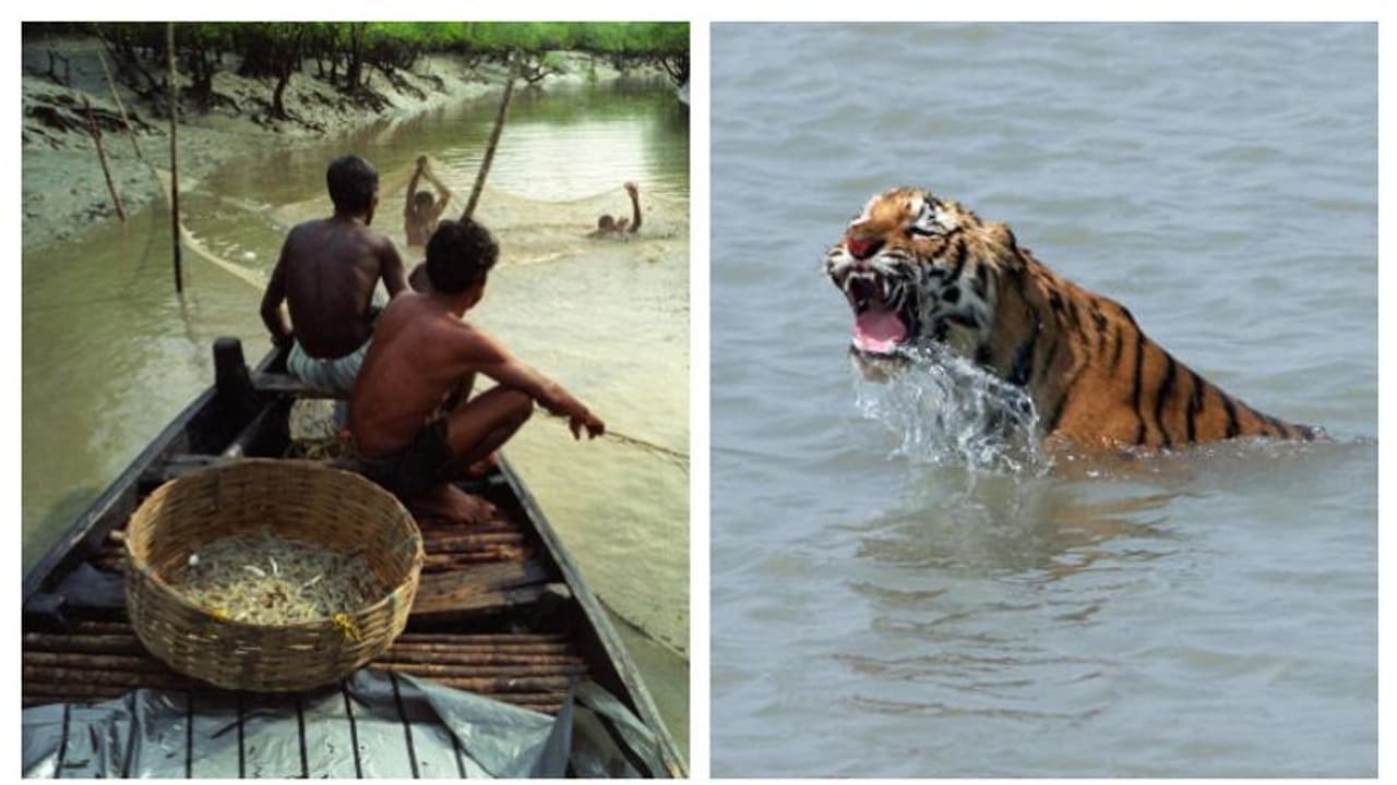 Royal Bengal Tiger বাঘের সঙ্গে লড়াই, মৎস্যজীবীকে ফিরিয়ে আনল দুই সঙ্গী Royal Bengal Tiger বাঘের সঙ্গে লড়াই, মৎস্যজীবীকে ফিরিয়ে আনল দুই সঙ্গী
