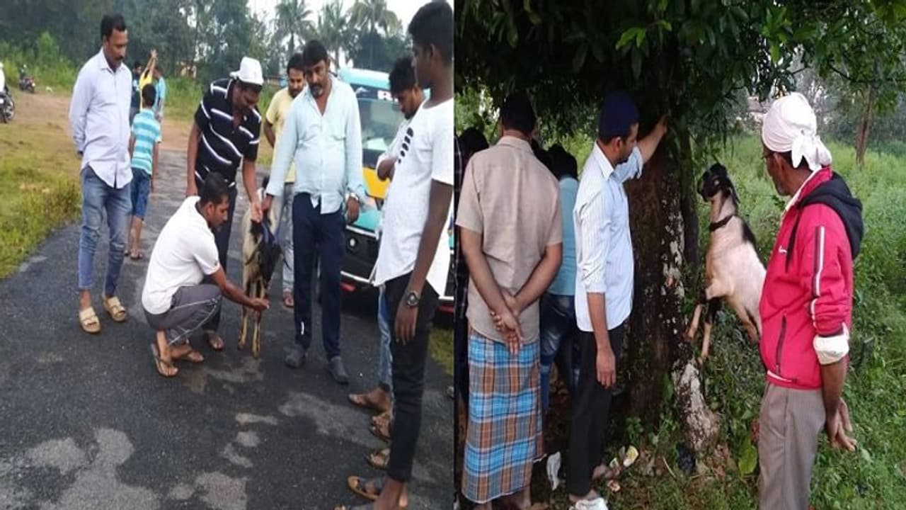 ಶಿವಮೊಗ್ಗ: ಮೀನು ವ್ಯಾಪಾರಿಯ ಅಂತಿಮ ಯಾತ್ರೆಯಲ್ಲಿ ಹೆಜ್ಜೆ ಹಾಕಿದ ಆಡು ಶಿವಮೊಗ್ಗ: ಮೀನು ವ್ಯಾಪಾರಿಯ ಅಂತಿಮ ಯಾತ್ರೆಯಲ್ಲಿ ಹೆಜ್ಜೆ ಹಾಕಿದ ಆಡು