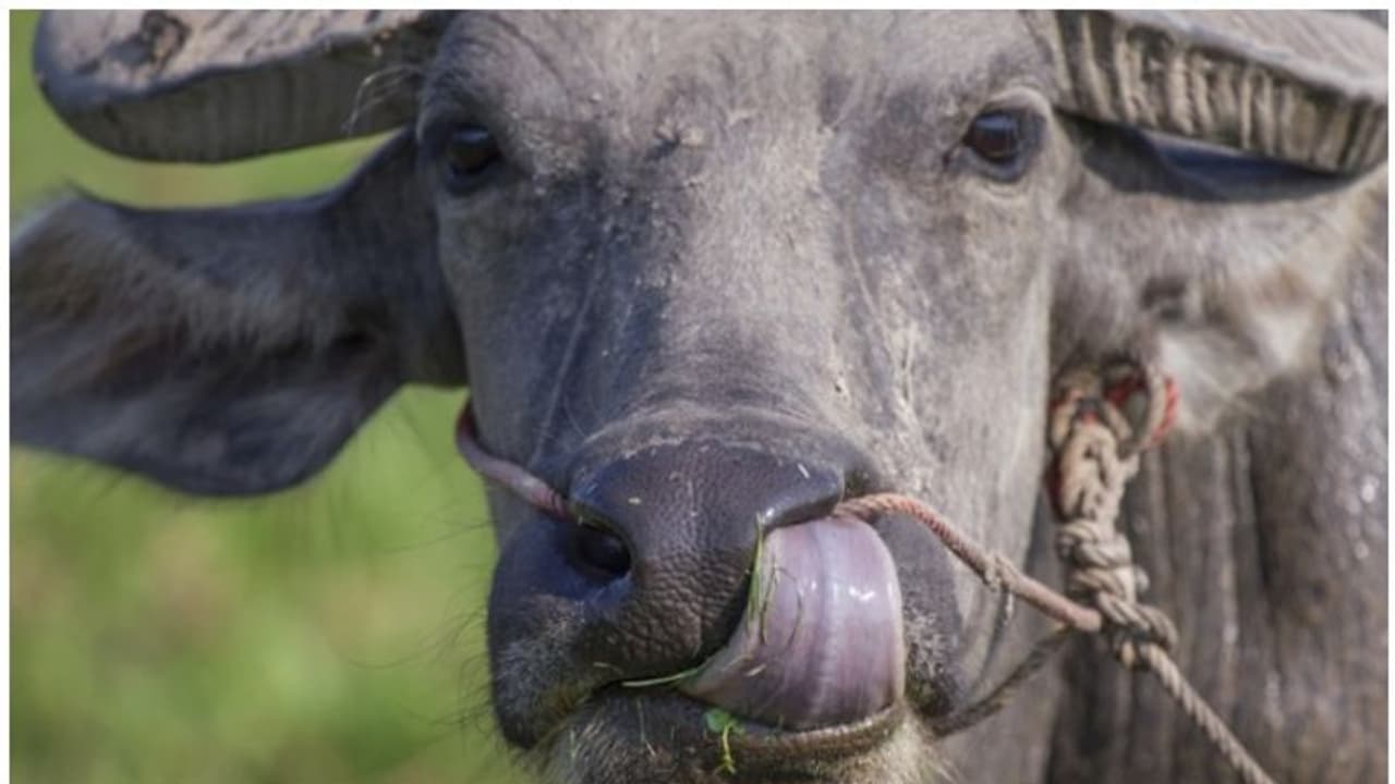 പോത്തിന്റെ ഉടമസ്ഥതയെച്ചൊല്ലി തര്ക്കം രൂക്ഷം; ഡിഎന്എ പരിശോധന നടത്താന് തീരുമാനം പോത്തിന്റെ ഉടമസ്ഥതയെച്ചൊല്ലി തര്ക്കം രൂക്ഷം; ഡിഎന്എ പരിശോധന നടത്താന് തീരുമാനം