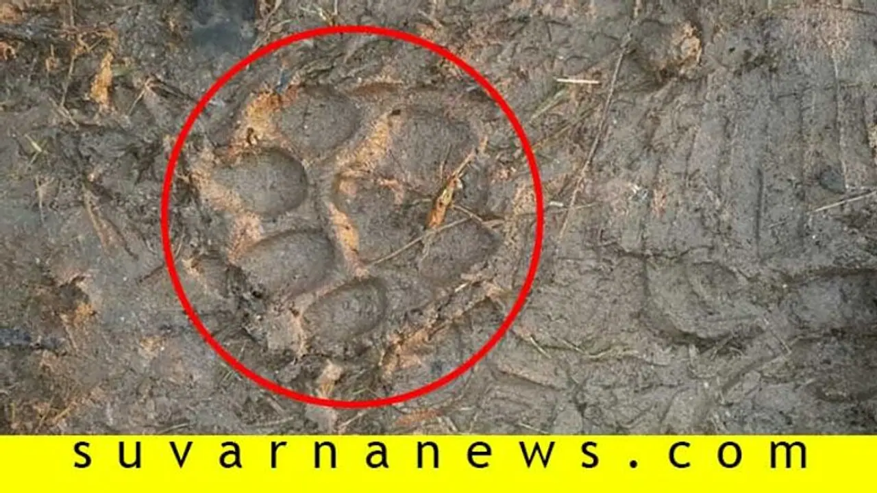 ಆಪರೇಷನ್ ಟೈಗರ್ ಬೆನ್ನಲ್ಲೇ ಮತ್ತೊಮ್ಮೆ ಆತಂಕ, ಚಾಮರಾಜನಗರ ಬಳಿ ಚಿರತೆ ಹೆಜ್ಜೆ ಪತ್ತೆ..! ಆಪರೇಷನ್ ಟೈಗರ್ ಬೆನ್ನಲ್ಲೇ ಮತ್ತೊಮ್ಮೆ ಆತಂಕ, ಚಾಮರಾಜನಗರ ಬಳಿ ಚಿರತೆ ಹೆಜ್ಜೆ ಪತ್ತೆ..!