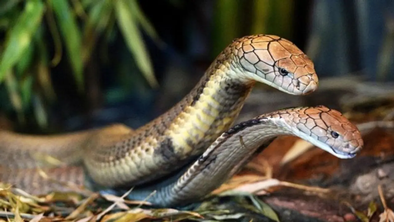 ಎಲ್ಲೆಲ್ಲಿ ಸುತ್ತಿದ್ರೂ ಮಲಗೋದಕ್ಕೆ ಮಾತ್ರ ಕಾಳಿಂಗಕ್ಕೆ ತನ್ನ ಮನೆಯೇ ಬೇಕು..! ಎಲ್ಲೆಲ್ಲಿ ಸುತ್ತಿದ್ರೂ ಮಲಗೋದಕ್ಕೆ ಮಾತ್ರ ಕಾಳಿಂಗಕ್ಕೆ ತನ್ನ ಮನೆಯೇ ಬೇಕು..!