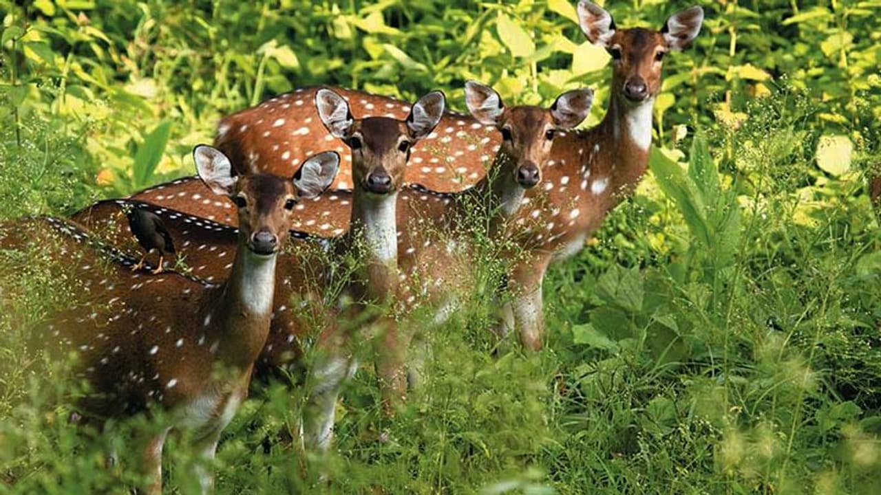 പുള്ളിമാനെ വേട്ടയാടിയ കേസില് മുള്ളന്കൊല്ലി അനീഷ് കീഴടങ്ങി പുള്ളിമാനെ വേട്ടയാടിയ കേസില് മുള്ളന്കൊല്ലി അനീഷ് കീഴടങ്ങി