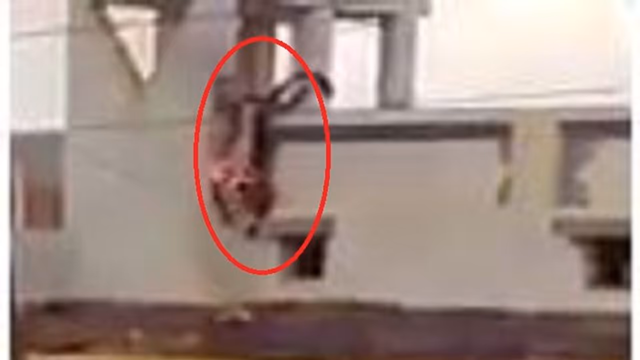 ಗಾಳಿಪಟ ತರಲು ಹೋಗಿ ಮಗನ ಕಣ್ಮುಂದೆಯೇ ತಂದೆ ಸಜೀವ ದಹನ ಗಾಳಿಪಟ ತರಲು ಹೋಗಿ ಮಗನ ಕಣ್ಮುಂದೆಯೇ ತಂದೆ ಸಜೀವ ದಹನ