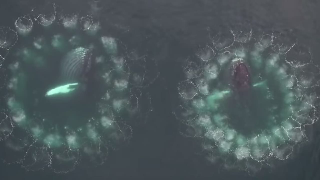 വല വിരിച്ച് ഇരകളെ വേട്ടയാടുന്ന തിമിംഗലങ്ങള്: ജന്തു ലോകത്തെ അത്ഭുത കാഴ്ച.! വല വിരിച്ച് ഇരകളെ വേട്ടയാടുന്ന തിമിംഗലങ്ങള്: ജന്തു ലോകത്തെ അത്ഭുത കാഴ്ച.!