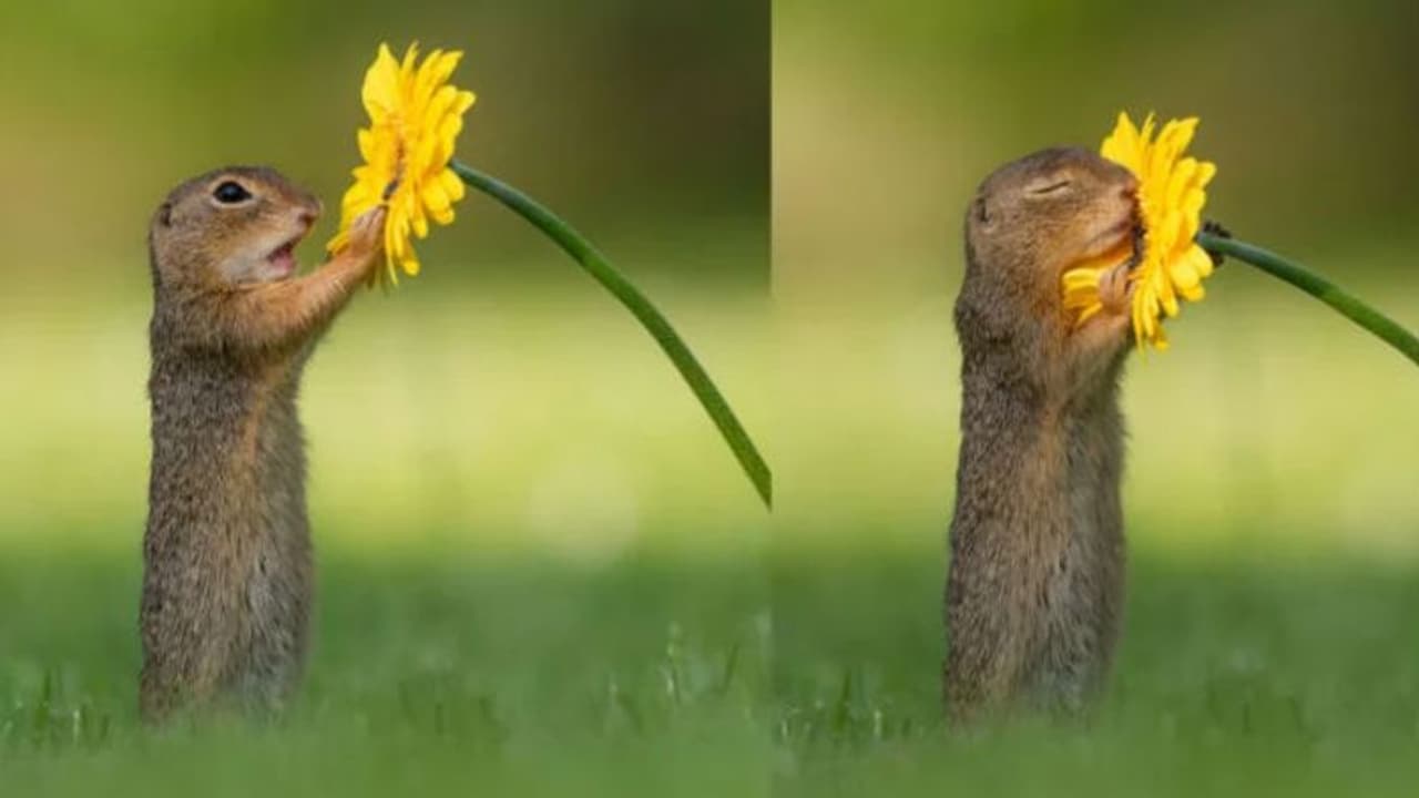 'ഫോട്ടോ എഡിറ്റഡ്? അല്ല 'റിയല്...; ഹൃദയം നിറയ്ക്കുന്ന ചിത്രവുമായി ഫോട്ടോഗ്രാഫര് 'ഫോട്ടോ എഡിറ്റഡ്? അല്ല 'റിയല്...; ഹൃദയം നിറയ്ക്കുന്ന ചിത്രവുമായി ഫോട്ടോഗ്രാഫര്