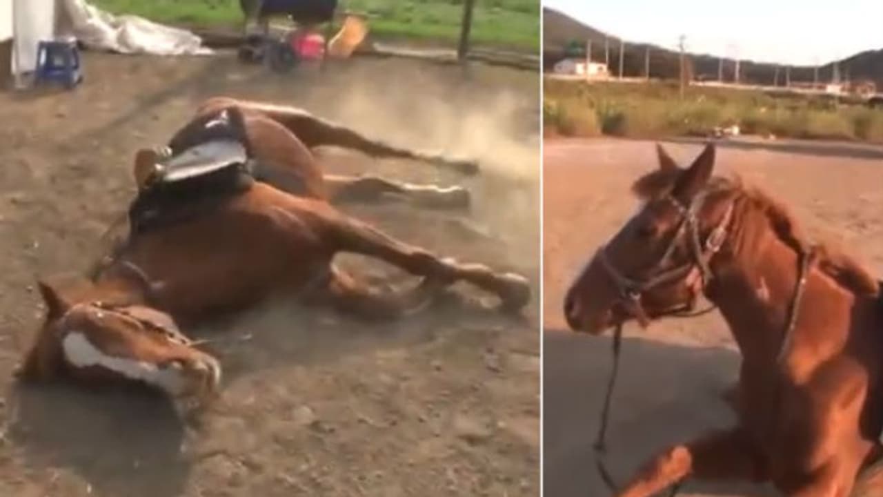 'പൊന്ന് കുതിരേ ഓസ്കാറ് വാങ്ങിത്തരട്ടേ, എന്തൊരഭിനയം!'; 'വൈറലായി വീഡിയോ' 'പൊന്ന് കുതിരേ ഓസ്കാറ് വാങ്ങിത്തരട്ടേ, എന്തൊരഭിനയം!'; 'വൈറലായി വീഡിയോ'