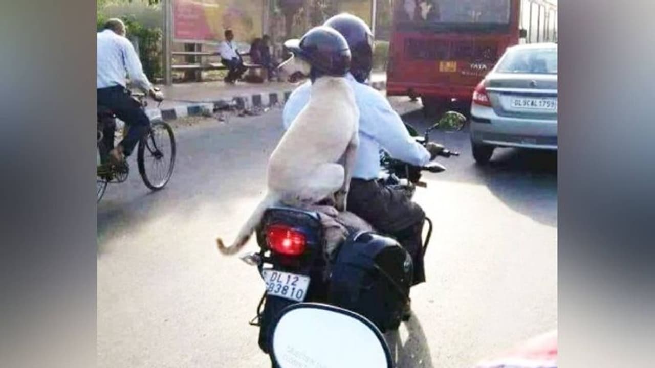 ಹೆಲ್ಮೆಟ್ ಧರಿಸಿ ದೆಹಲಿಗರ ಗಮನ ಸೆಳೆದ ಶ್ವಾನ! ಹೆಲ್ಮೆಟ್ ಧರಿಸಿ ದೆಹಲಿಗರ ಗಮನ ಸೆಳೆದ ಶ್ವಾನ!