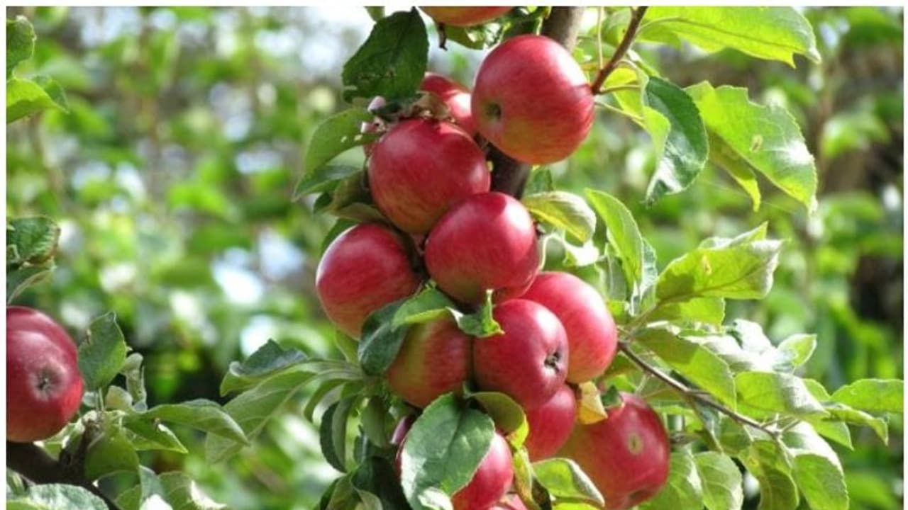 ഒമാന് വിപണിയില് ഇനി 'അതിമധുരം'; കശ്മീര് ആപ്പിള് നവംബര് മുതല് വില്പ്പനയ്ക്ക് ഒമാന് വിപണിയില് ഇനി 'അതിമധുരം'; കശ്മീര് ആപ്പിള് നവംബര് മുതല് വില്പ്പനയ്ക്ക്