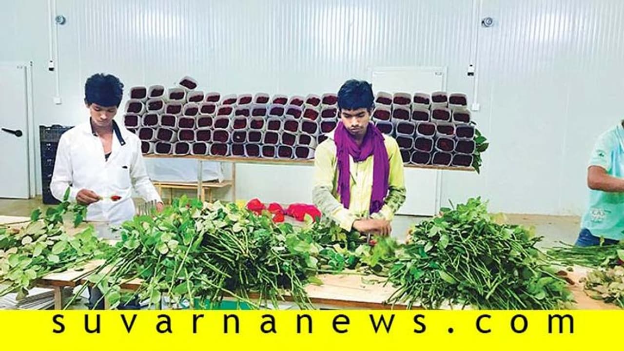 10 ಲಕ್ಷ ಸಂಬಳದ ಕೆಲಸ ಬಿಟ್ಟು ಗುಲಾಬಿ ಕೃಷಿಗಿಳಿದ ಇಂಜಿನಿಯರ್! 10 ಲಕ್ಷ ಸಂಬಳದ ಕೆಲಸ ಬಿಟ್ಟು ಗುಲಾಬಿ ಕೃಷಿಗಿಳಿದ ಇಂಜಿನಿಯರ್!