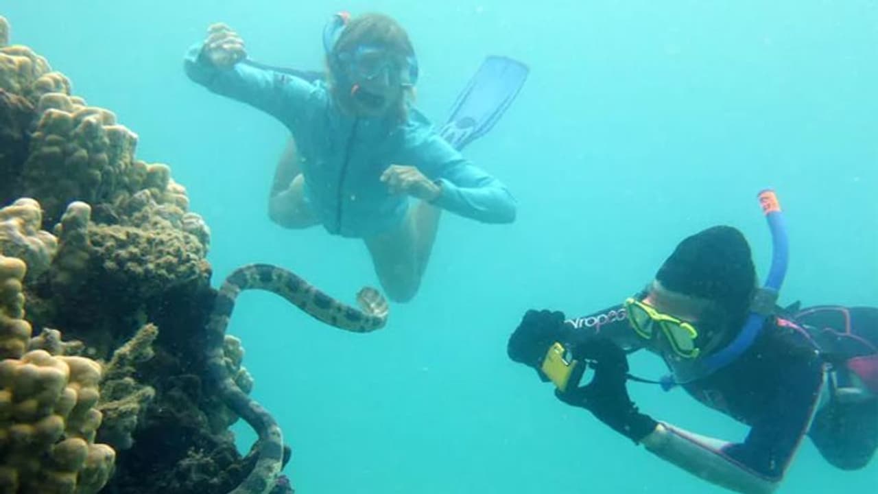 ഏഴ് മുത്തശ്ശിമാര്, അവരുടെ യാത്ര വിഷമുള്ള കടല്പ്പാമ്പുകളെത്തേടി കടലിന്റെ അടിത്തട്ടിലേക്ക്... ഏഴ് മുത്തശ്ശിമാര്, അവരുടെ യാത്ര വിഷമുള്ള കടല്പ്പാമ്പുകളെത്തേടി കടലിന്റെ അടിത്തട്ടിലേക്ക്...