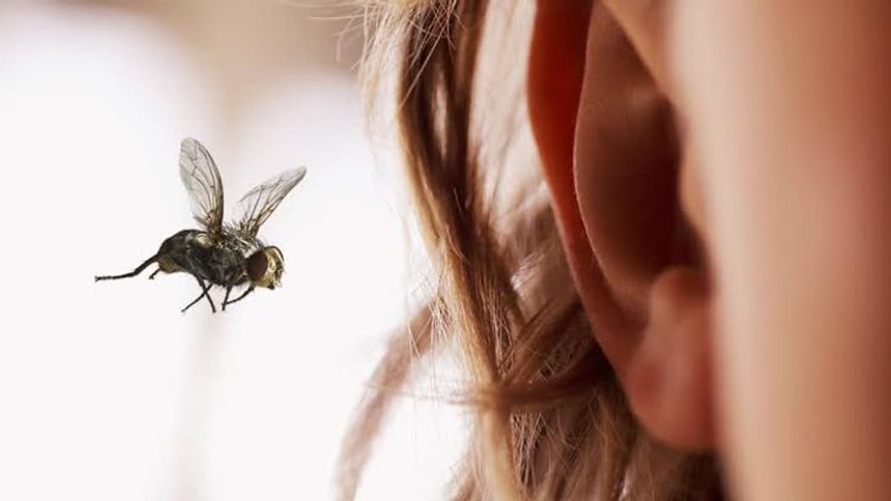 காதில் பூச்சி நுழைந்து விட்டதா..? தண்ணீர் விடாதீர்... உடனே நீங்கள் செய்ய வேண்டியது இதுதான்..! காதில் பூச்சி நுழைந்து விட்டதா..? தண்ணீர் விடாதீர்... உடனே நீங்கள் செய்ய வேண்டியது இதுதான்..!