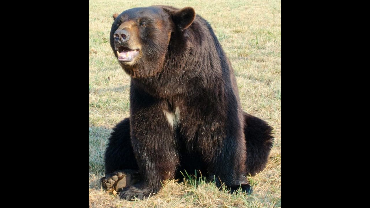 ಕೂಡ್ಲಿಗಿಯಲ್ಲಿ ಮಧ್ಯರಾತ್ರಿ ಕರಡಿ ಪ್ರತ್ಯಕ್ಷ, ಸಿಸಿ ಟಿವಿಯಲ್ಲಿ ಸೆರೆ, ಜನರ ಆತಂಕ ಕೂಡ್ಲಿಗಿಯಲ್ಲಿ ಮಧ್ಯರಾತ್ರಿ ಕರಡಿ ಪ್ರತ್ಯಕ್ಷ, ಸಿಸಿ ಟಿವಿಯಲ್ಲಿ ಸೆರೆ, ಜನರ ಆತಂಕ