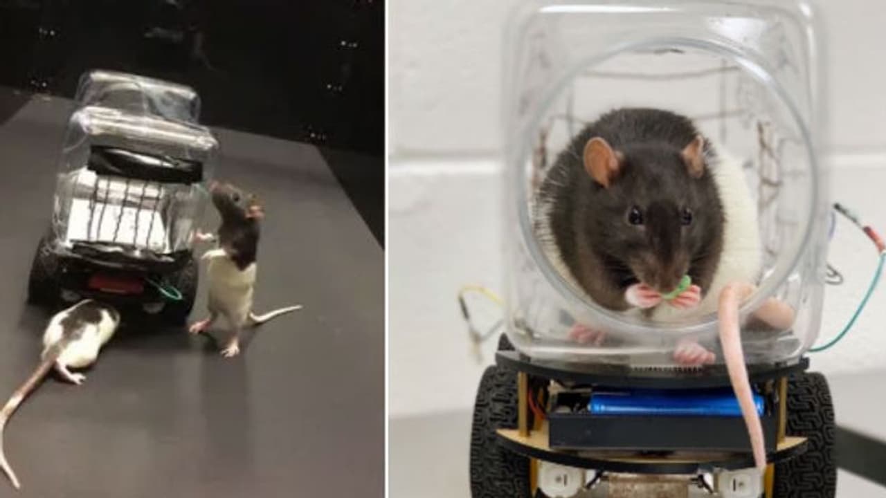 കാറോടിക്കുന്ന എലികള്; മനുഷ്യരേക്കാള് കേമന്മാരെന്ന് ശാസ്ത്രജ്ഞര്... കാറോടിക്കുന്ന എലികള്; മനുഷ്യരേക്കാള് കേമന്മാരെന്ന് ശാസ്ത്രജ്ഞര്...