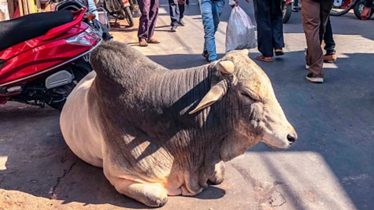 গোসেবা করতে গিয়ে খোয়া গেল ৪০ গ্রাম সোনা, এখন গোবরই ভরসা গয়নার মালিকের গোসেবা করতে গিয়ে খোয়া গেল ৪০ গ্রাম সোনা, এখন গোবরই ভরসা গয়নার মালিকের