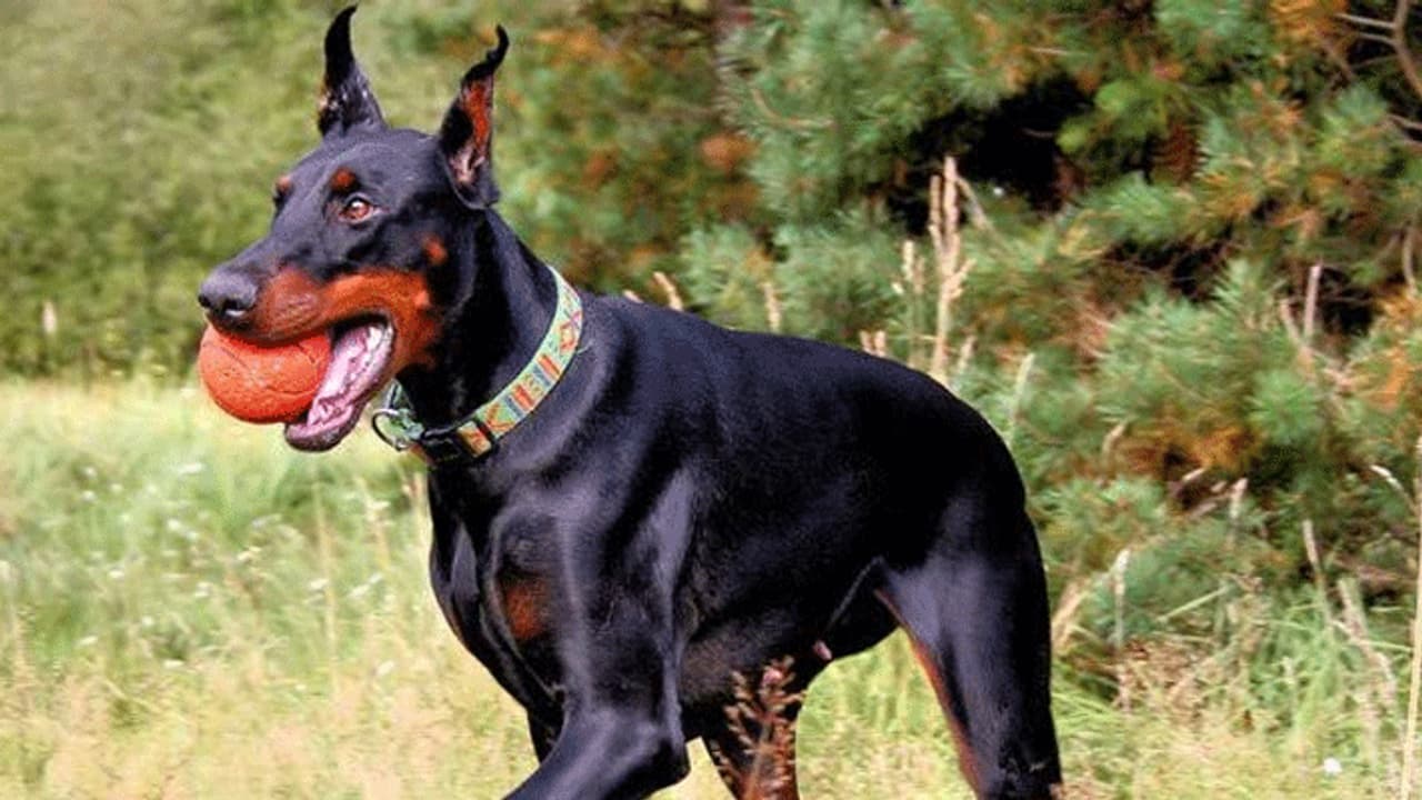 4 साल की बच्ची को घसीटकर ले गया कुत्ता और नोच नोच कर मार डाला, चाहकर भी नहीं बचा पाए घरवाले